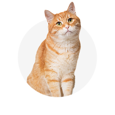 Katt